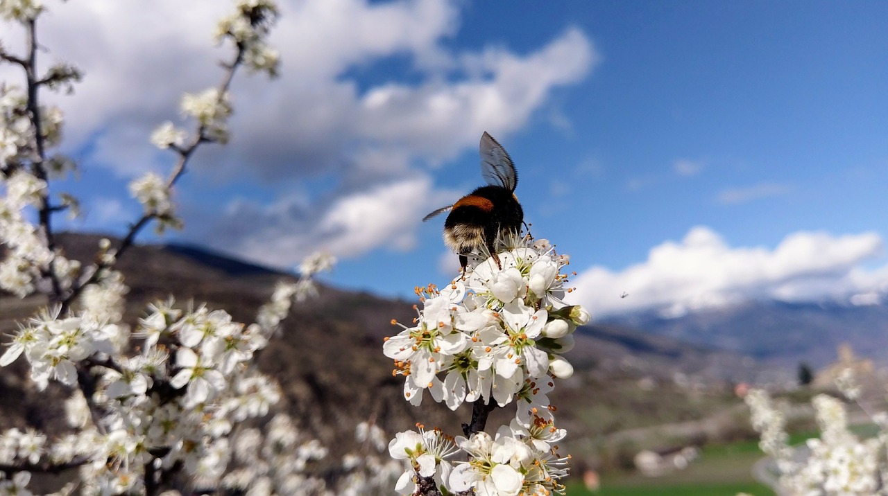 blossoms tree nature free photo