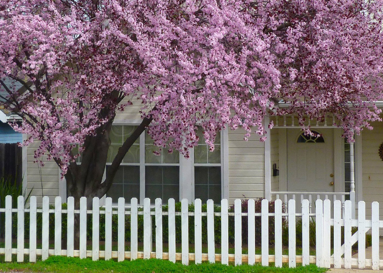 cottage blossoms blossoms free photo