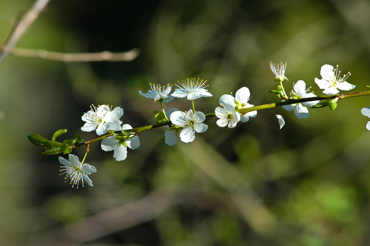 blossoms flowers forest free photo