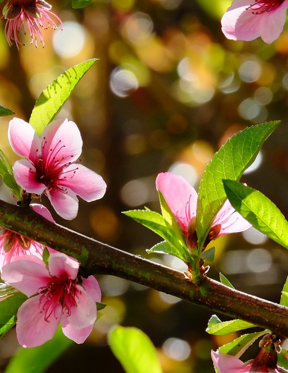 blossoms nectarine tree spring flowers free photo