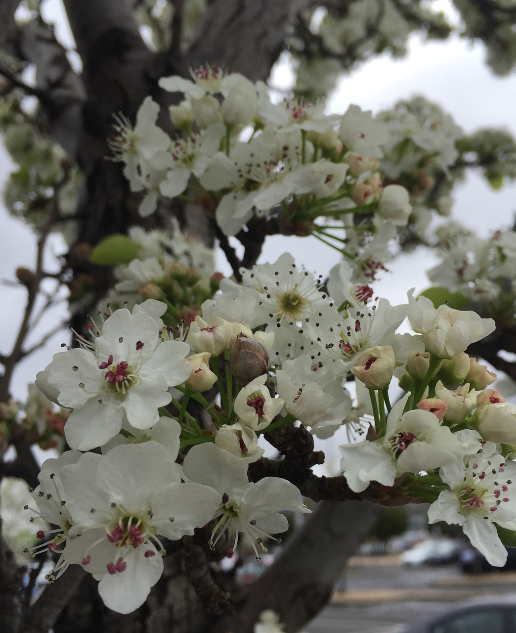 blossoms spring flowers free photo