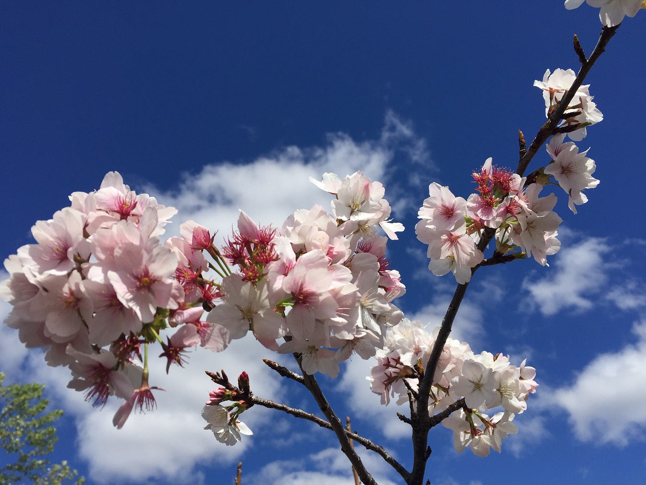 blossoms pink spring free photo