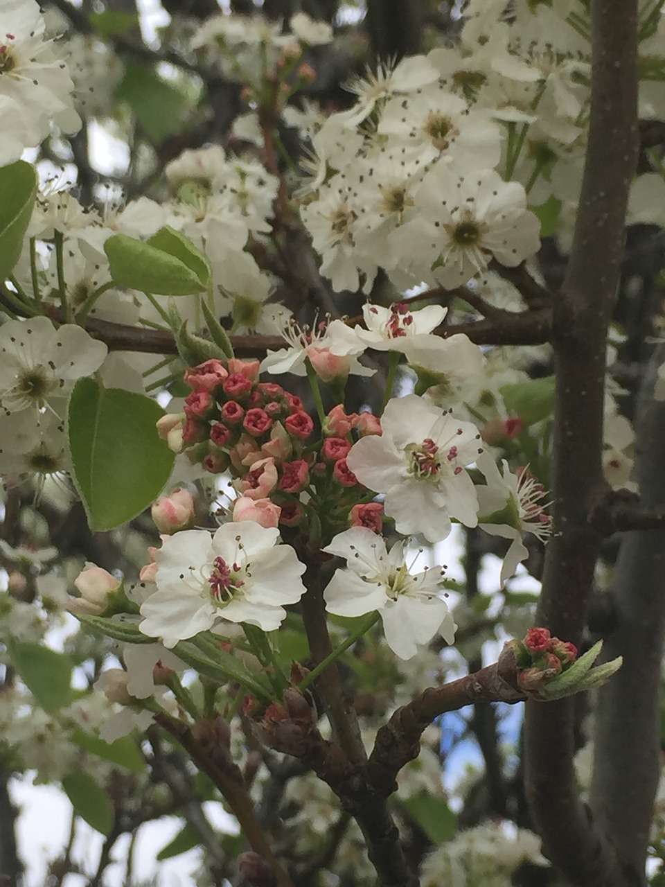 blossoms spring buds free photo