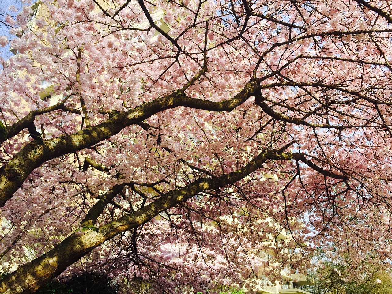 blossoms tree vancouver free photo