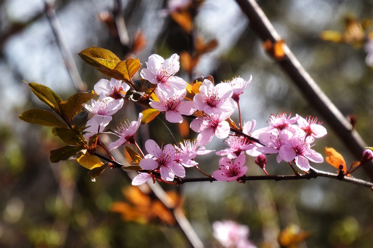 blossoms  pink  spring free photo