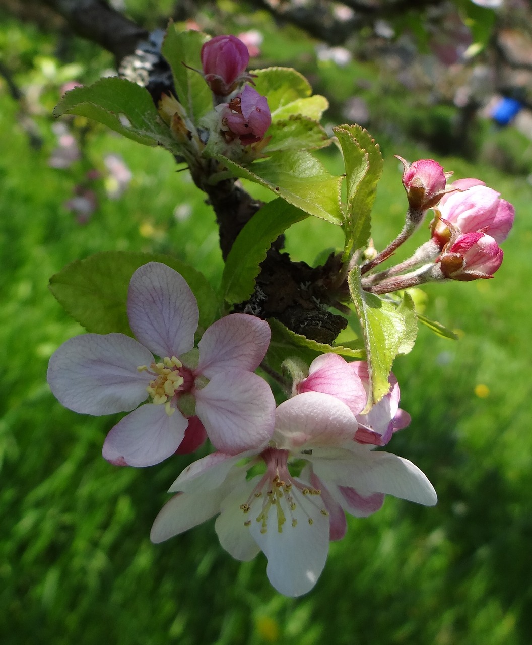 blossoms  apple  apple blossoms free photo