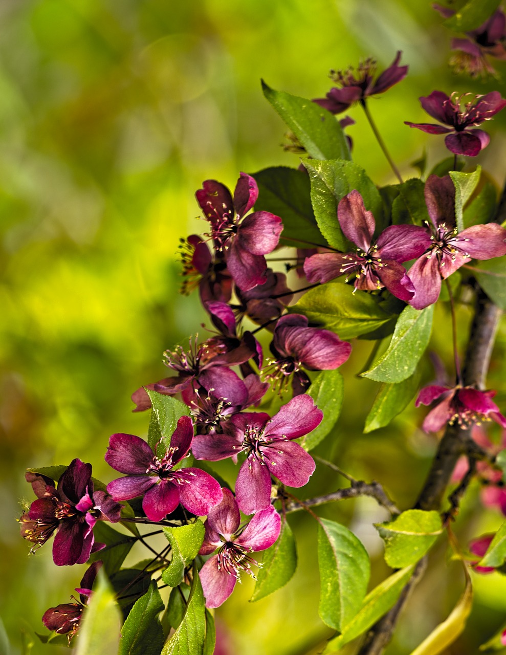 blossoms  plum  spring free photo