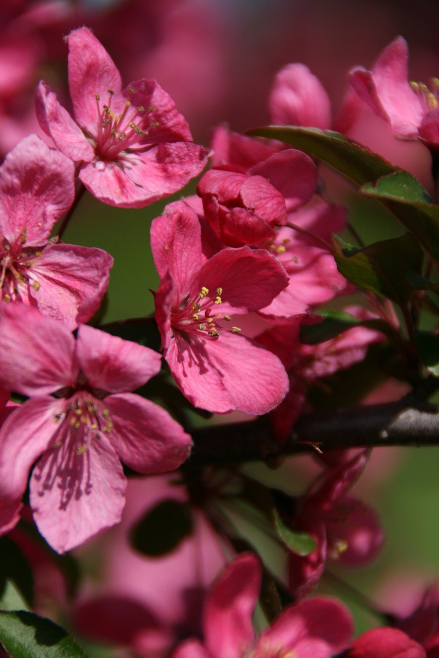 blossoms pink nature free photo