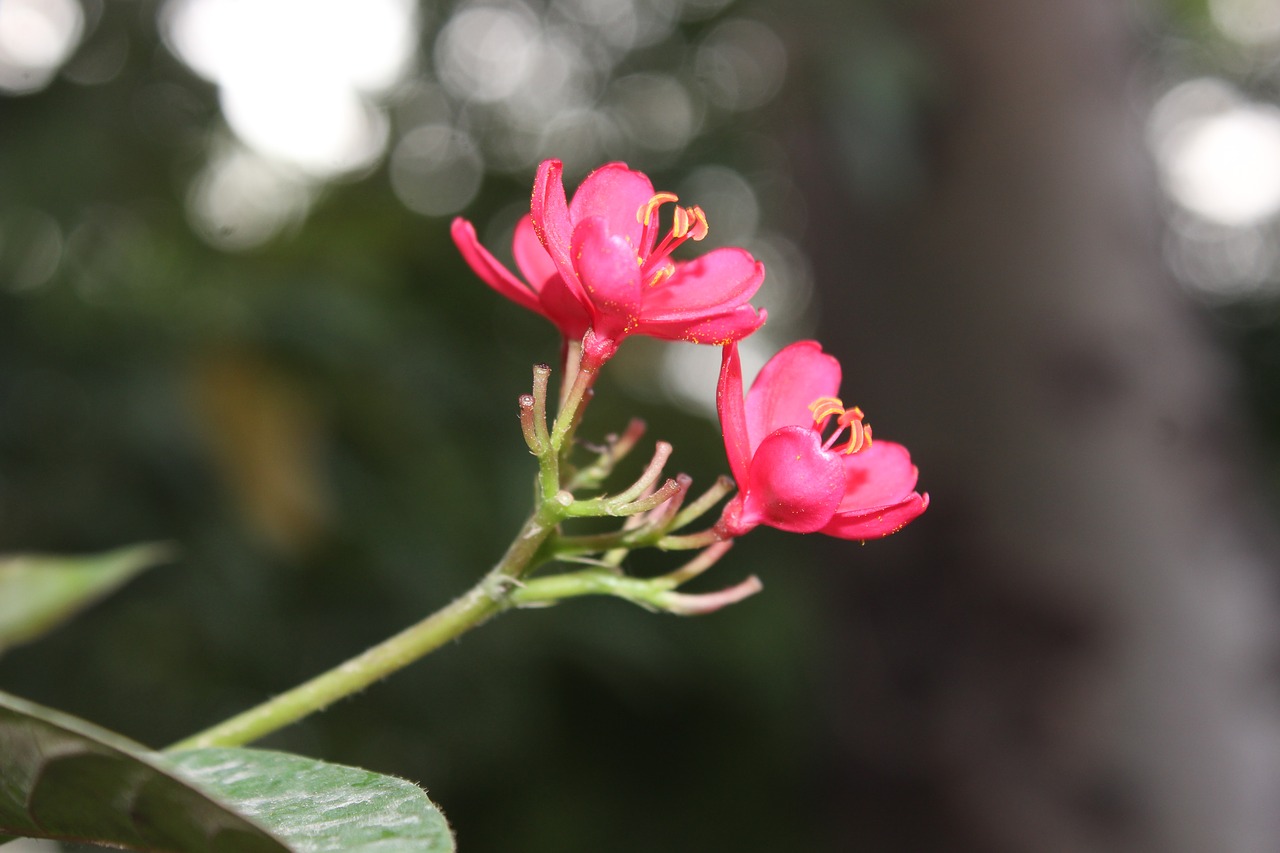 blossoms  flower  pink free photo