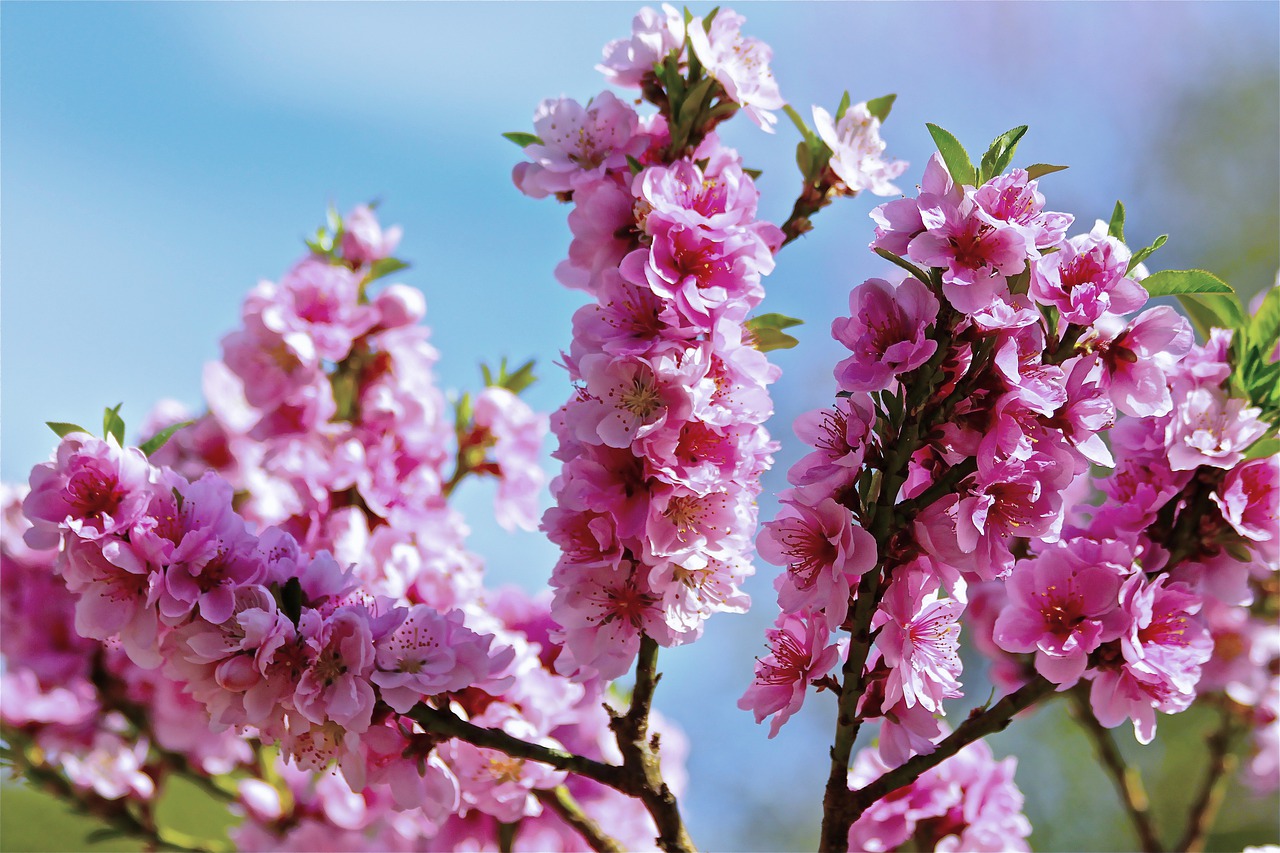 blossoms  flowers  pink free photo