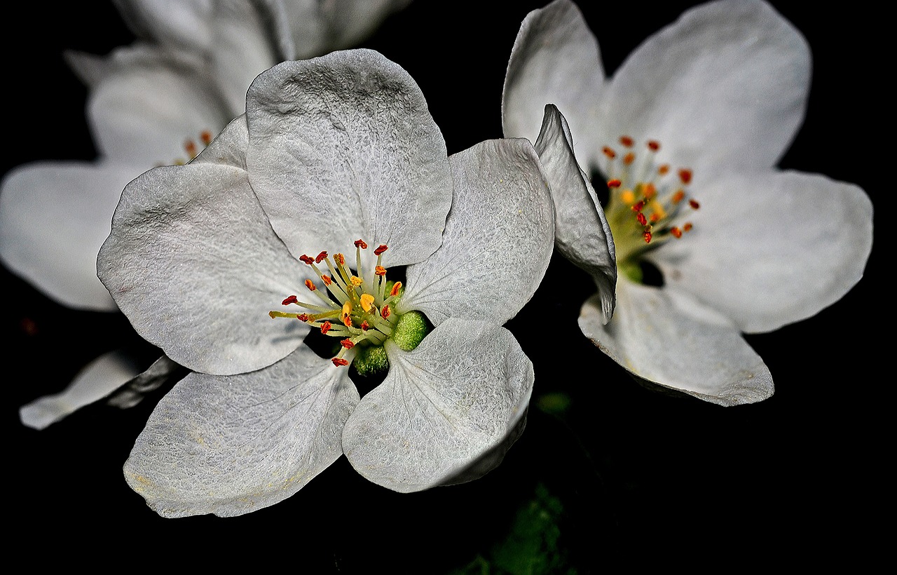 blossoms apple spring free photo