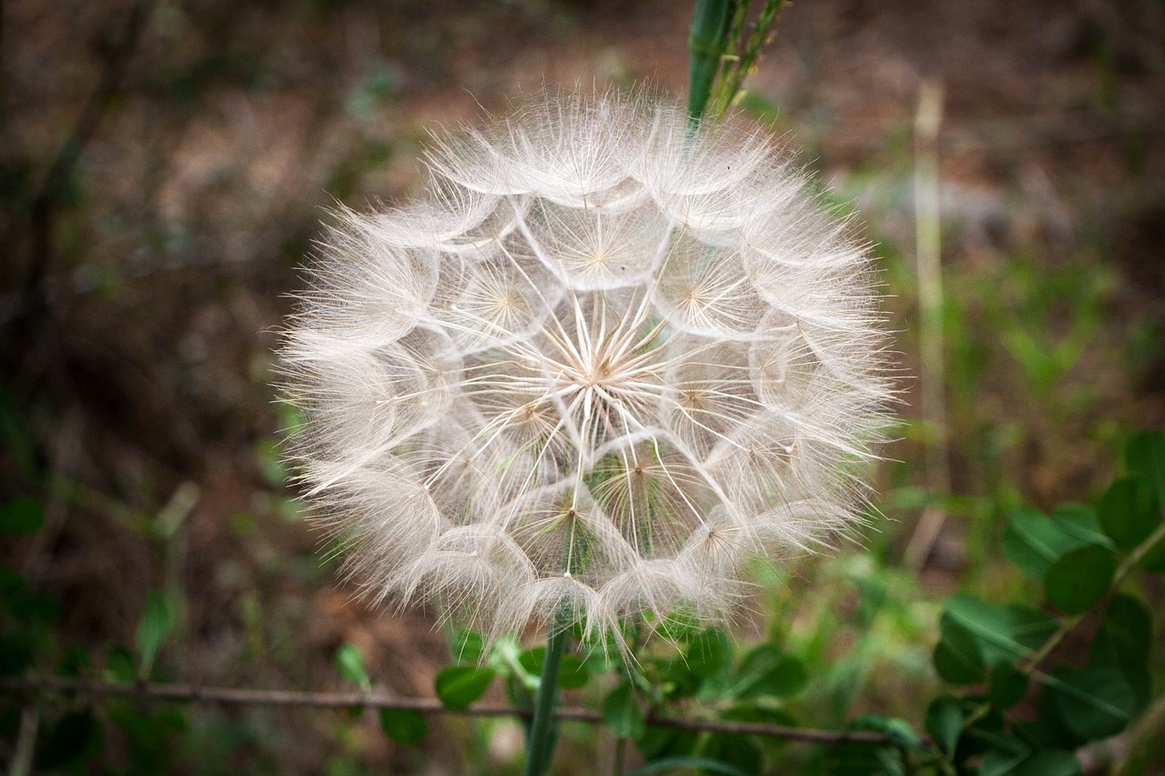 blowball dandelion spring free photo