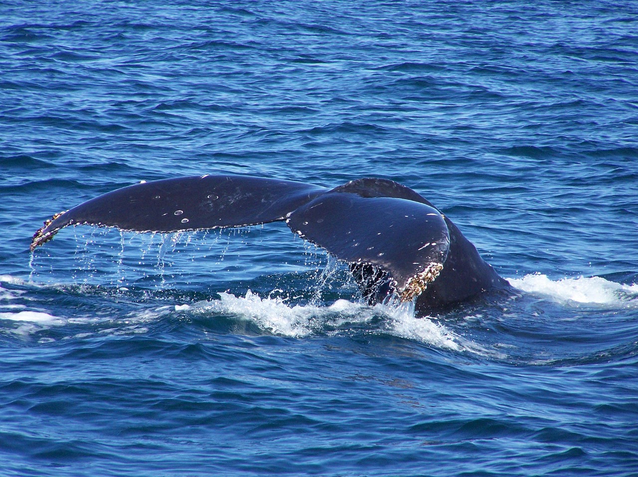 blower whale water free photo