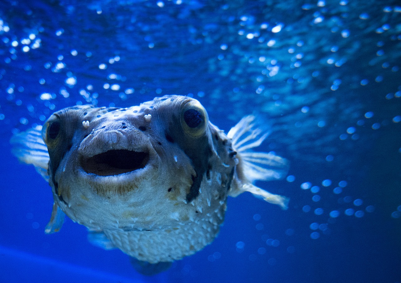 blowfish sea ocean free photo