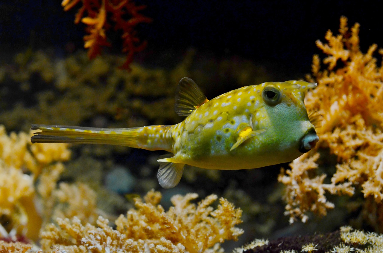 blowfish tank tropical free photo