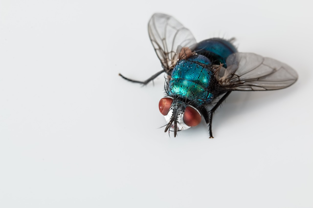 blowfly blue bottle fly insect free photo