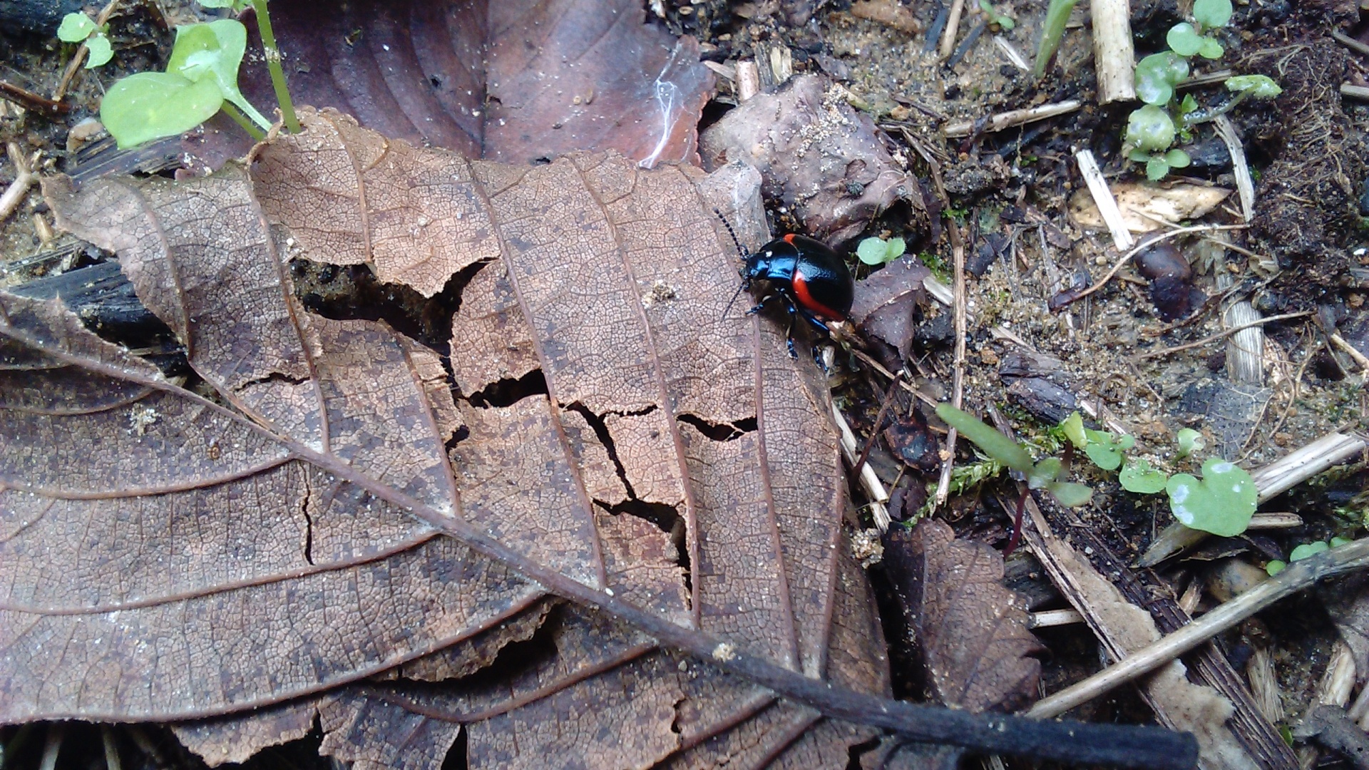 Autumn,leaves,insect,background,bug - free image from needpix.com