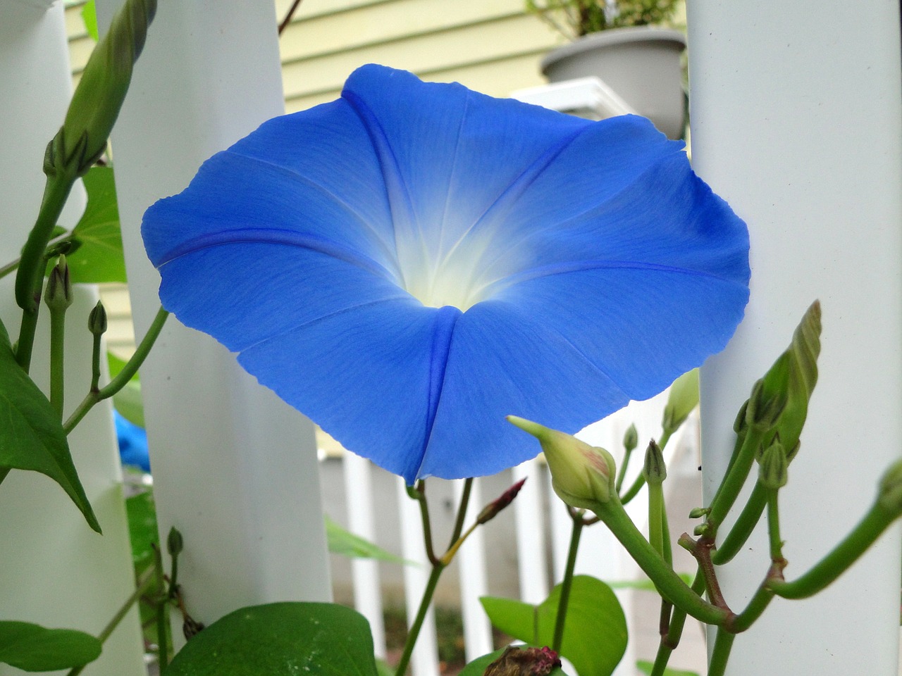 blue flower morning glory free photo