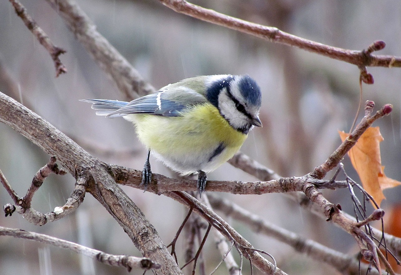 blue tit bird free photo