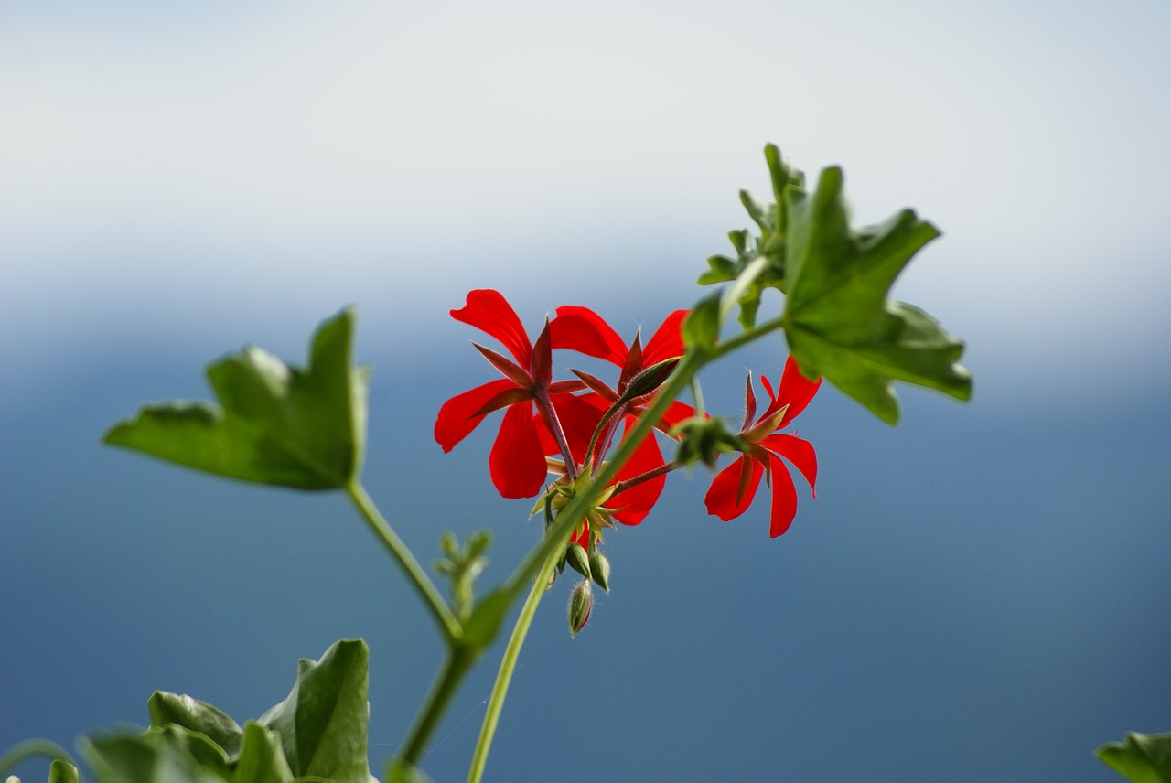 blue red flower flower free photo