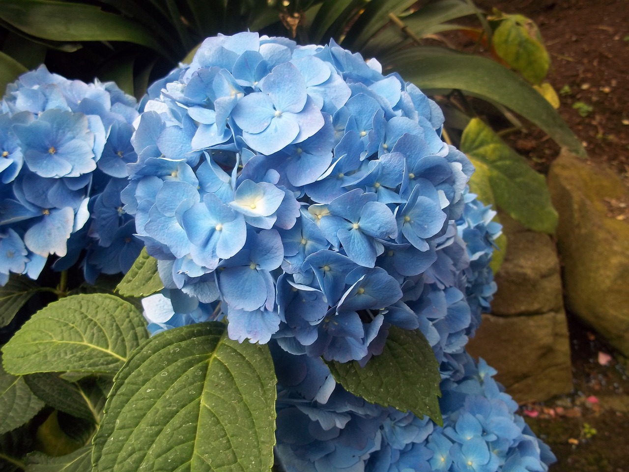 blue hydrangea flower free photo