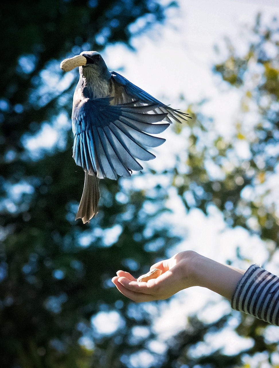 blue jay bird free photo