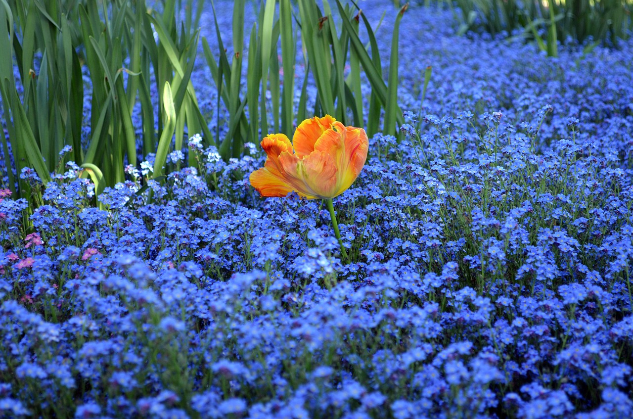 blue orange green free photo