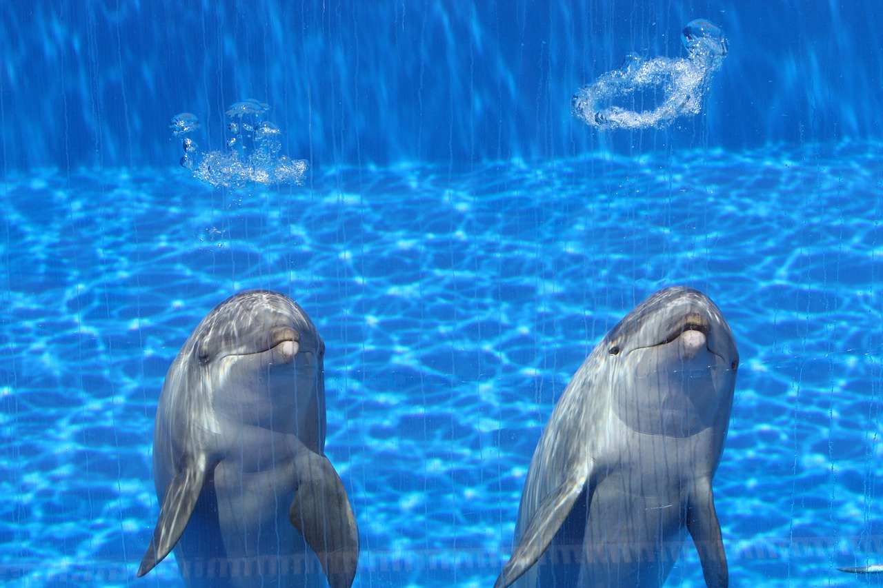 dolphins aquarium fish free photo
