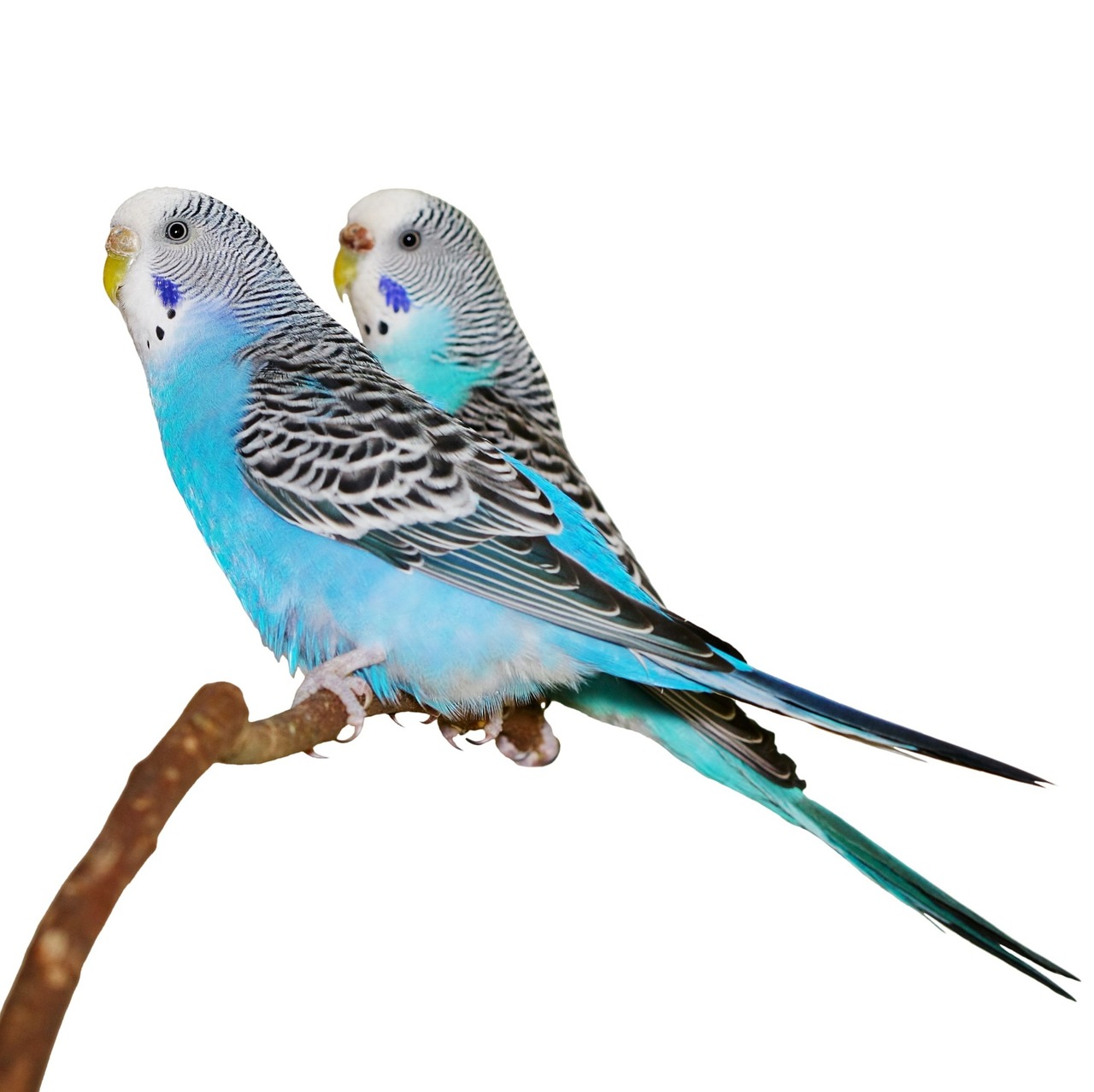 blue parakeets stick free photo