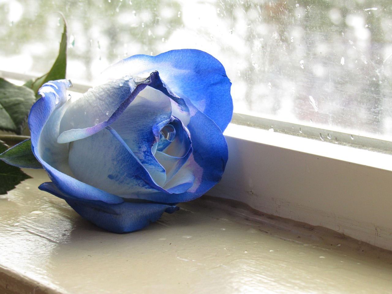 blue rose blue rose free photo