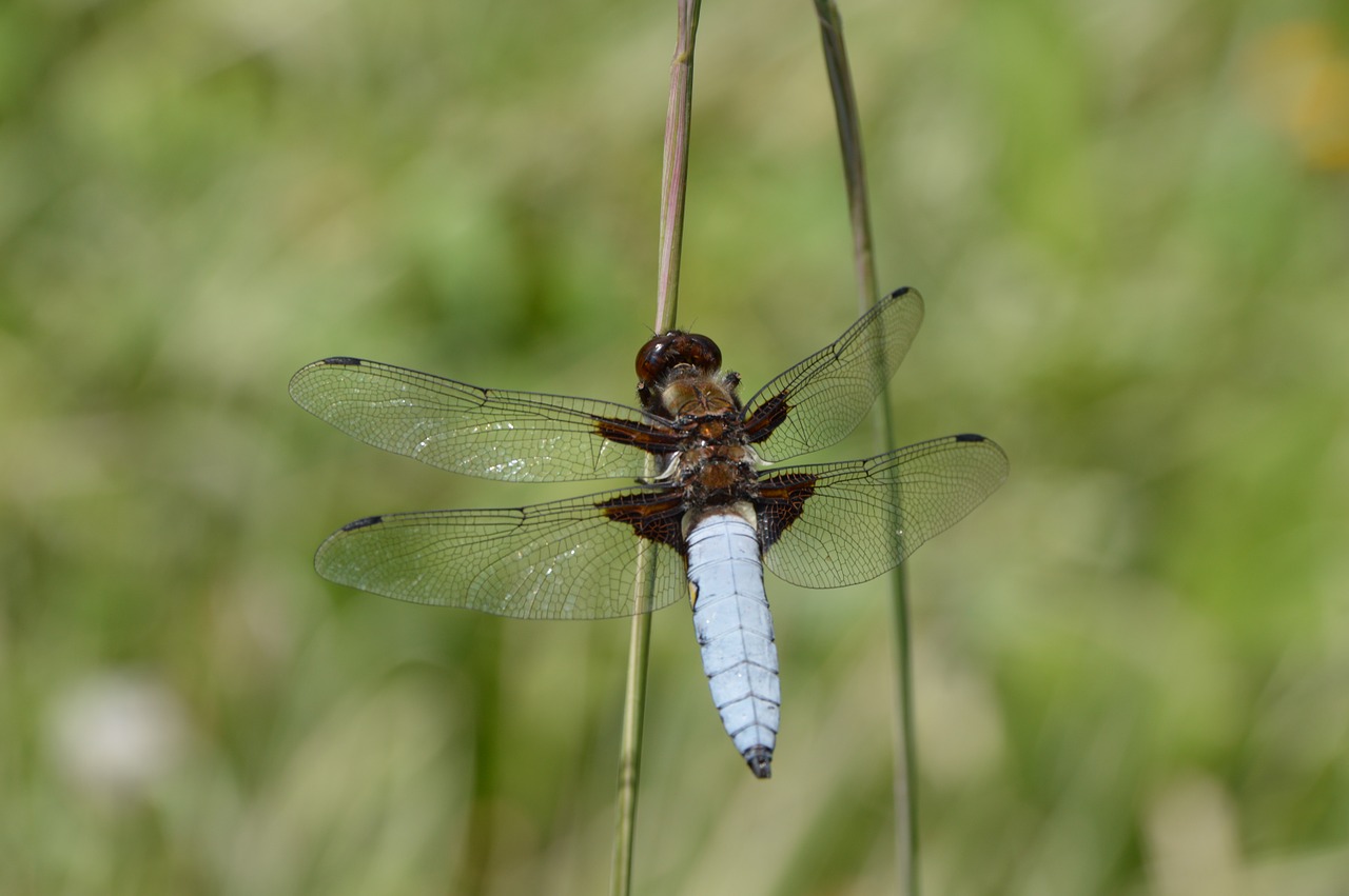 blue dragonfly insect free photo