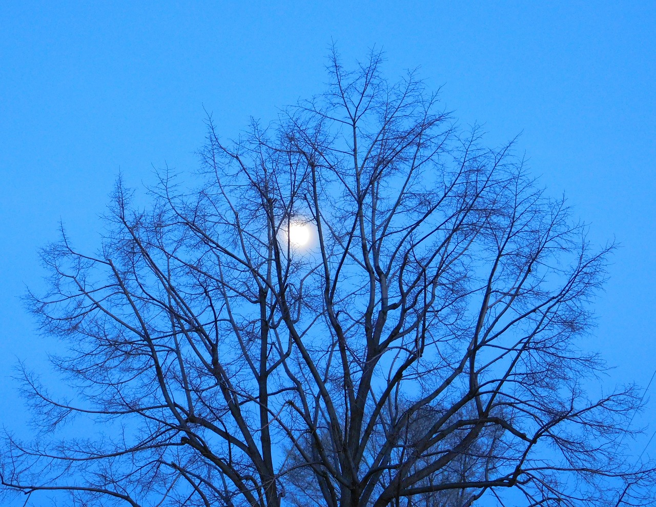 blue moon tree free photo