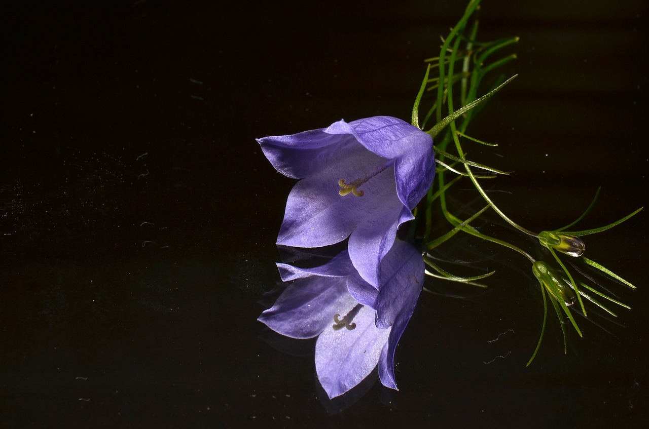 blue flower mirror free photo