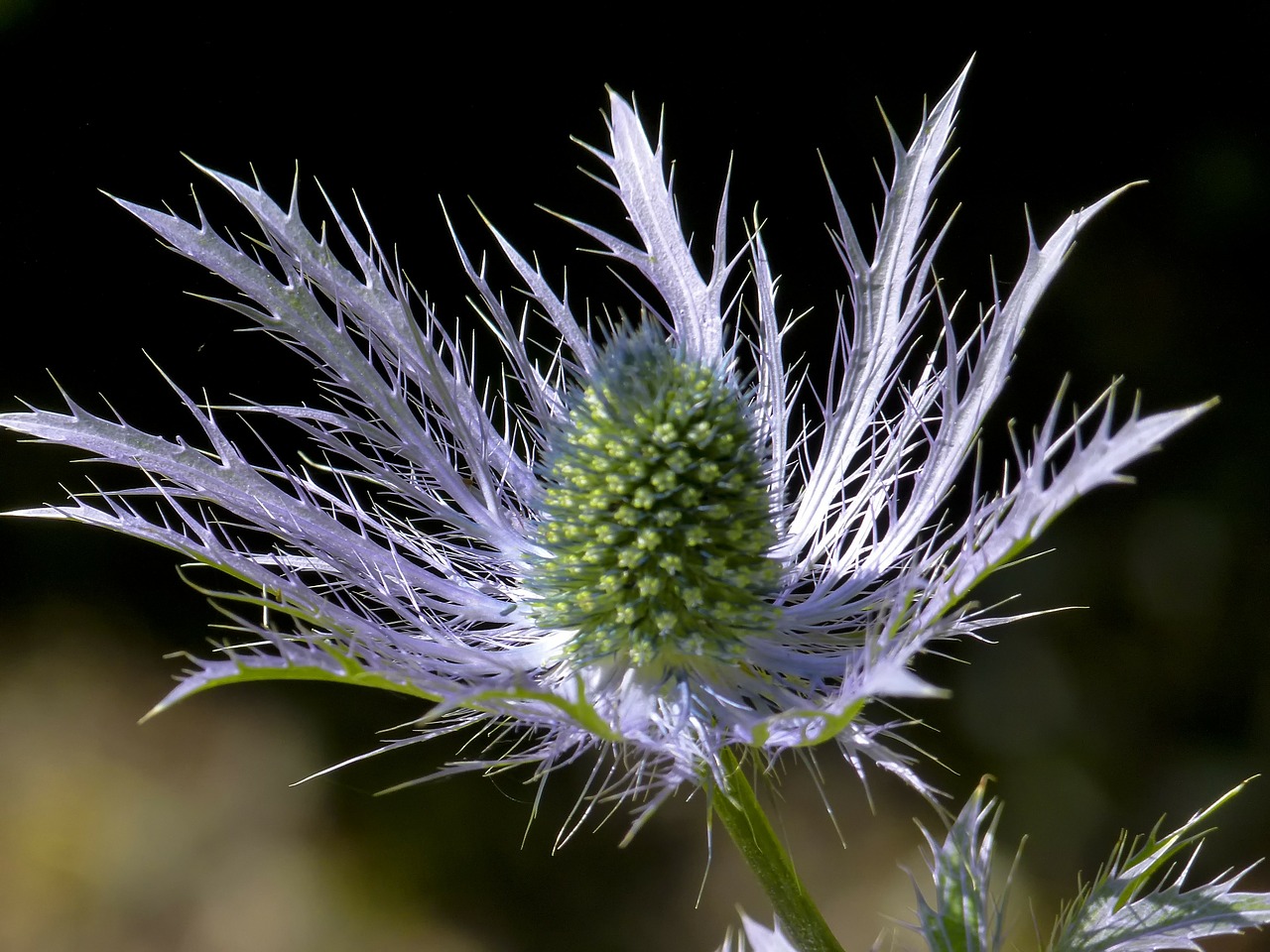 blue garden thistle free photo