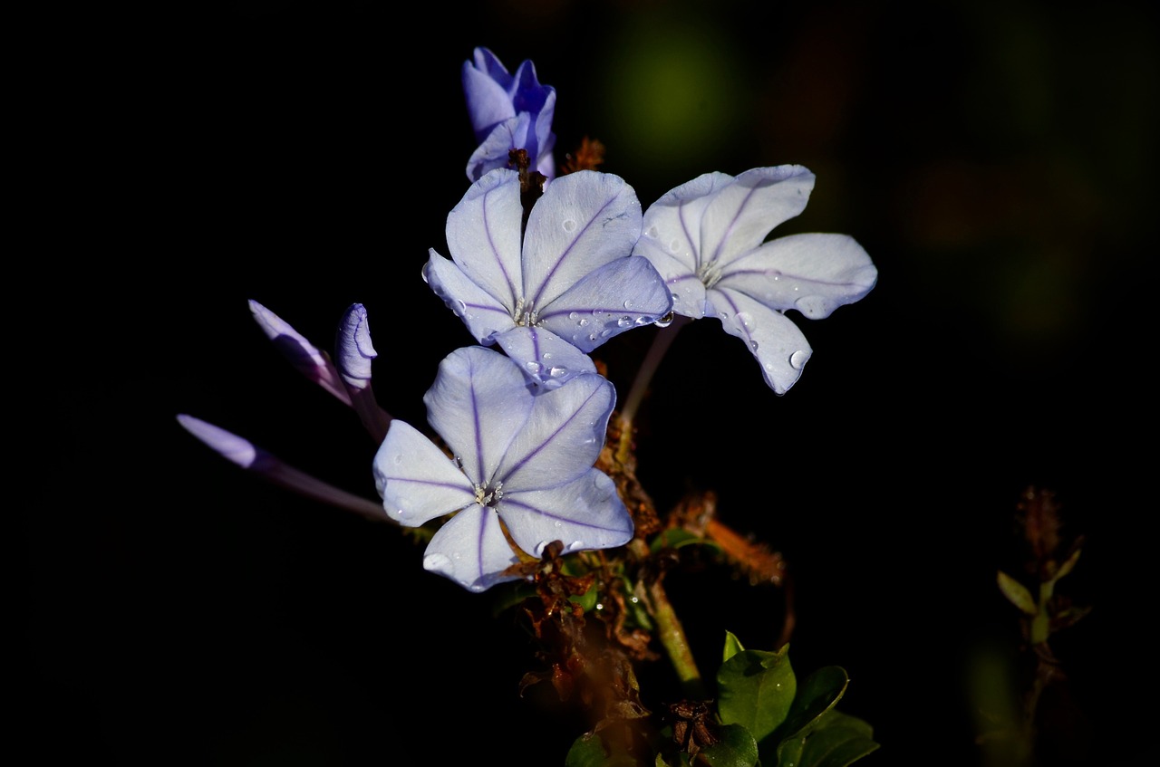 blue flowers nature free photo