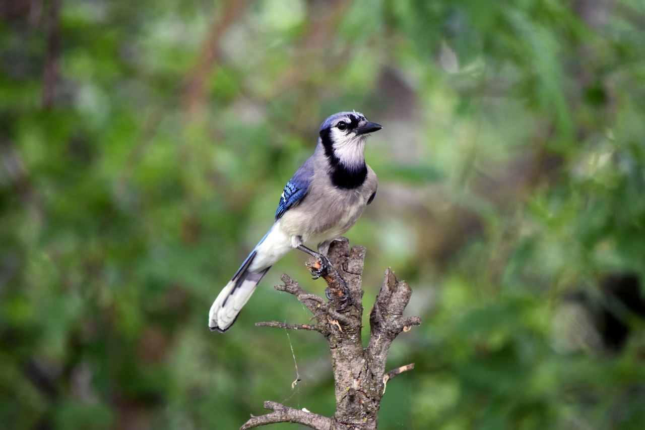 blue jay bird free photo