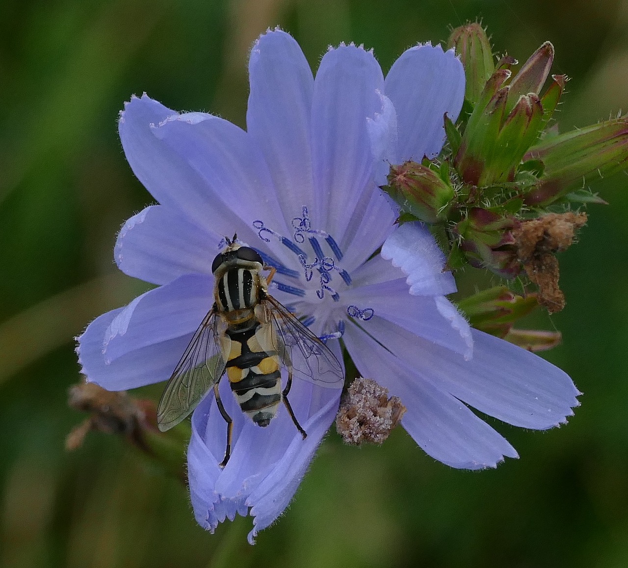 blue flower flowers free photo