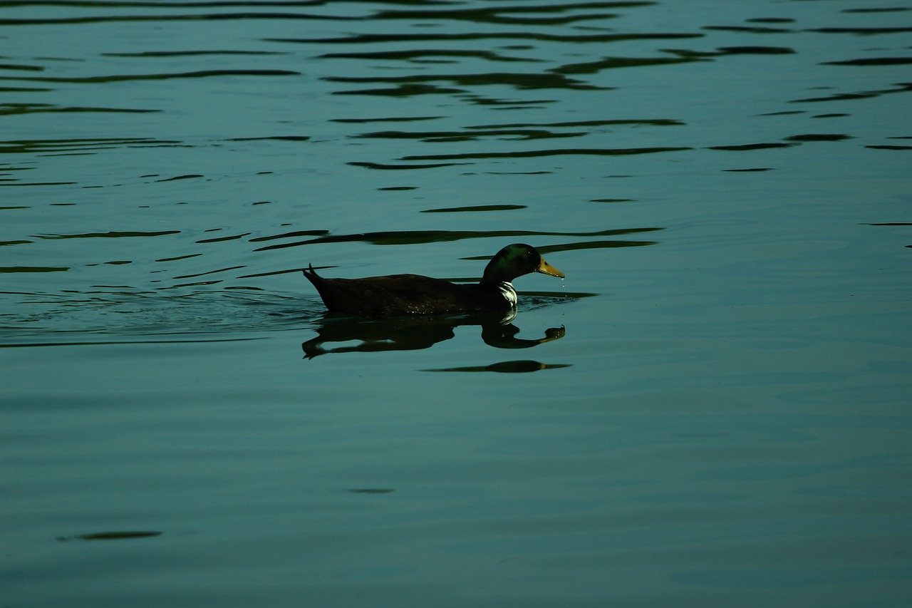 blue duck nature free photo