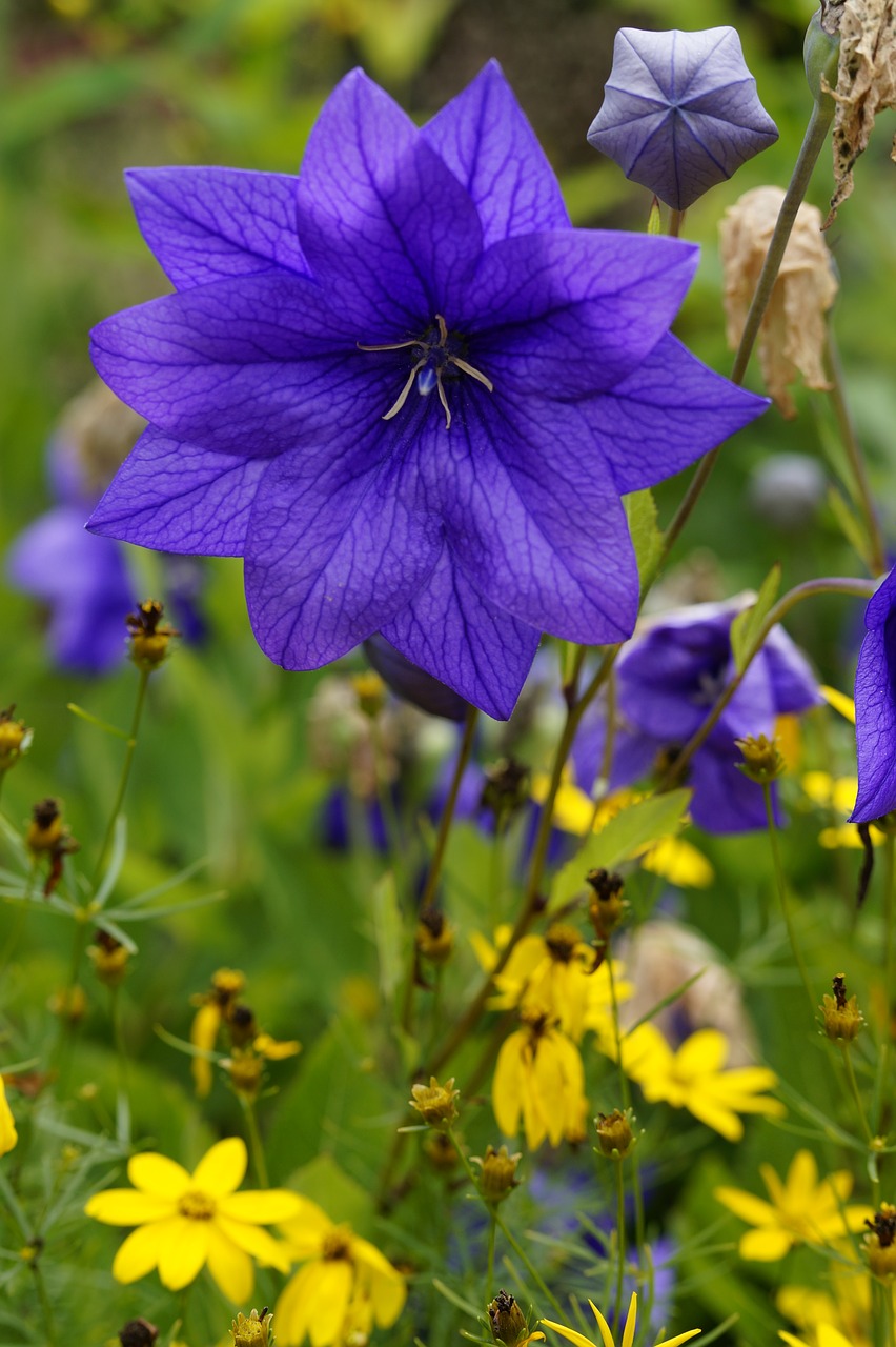 blue blue flower blue blossom free photo