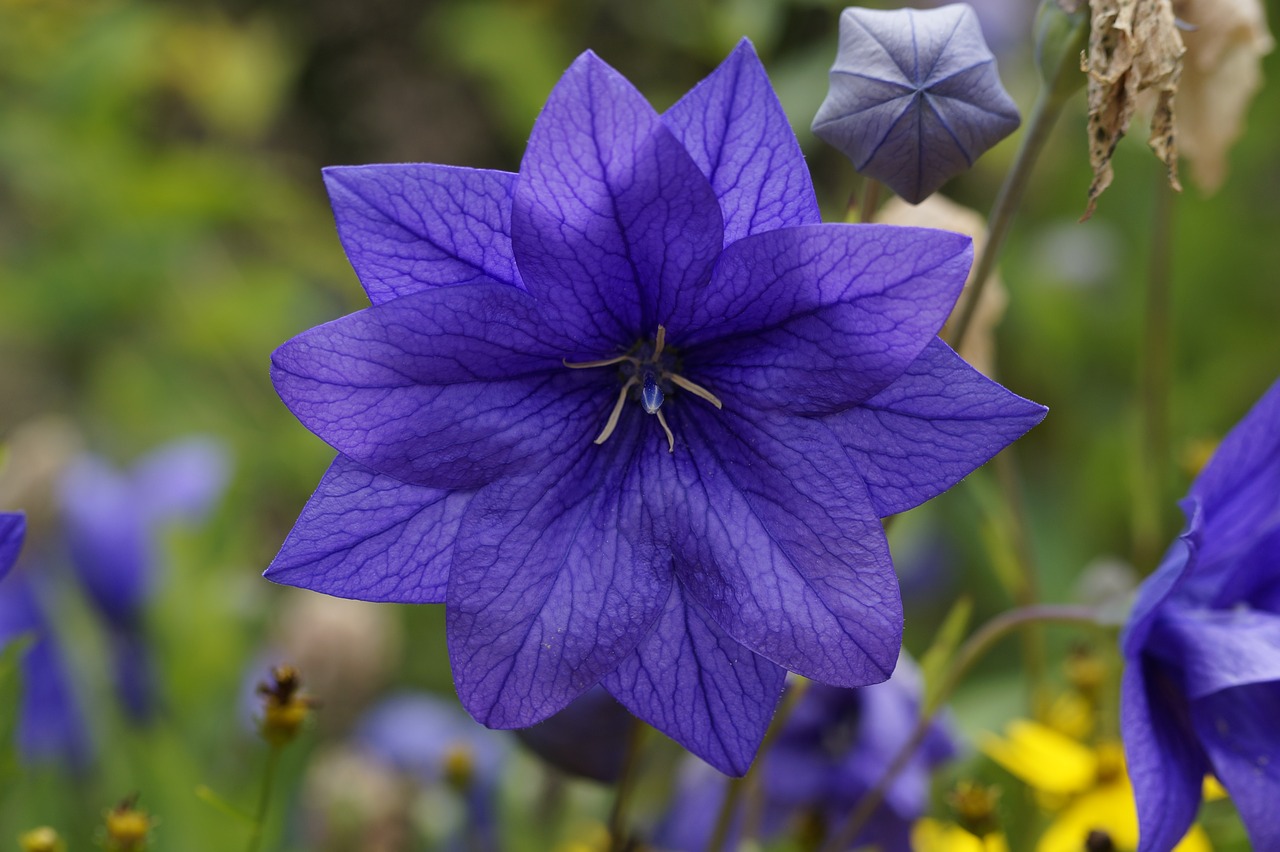 blue blue flower blue blossom free photo