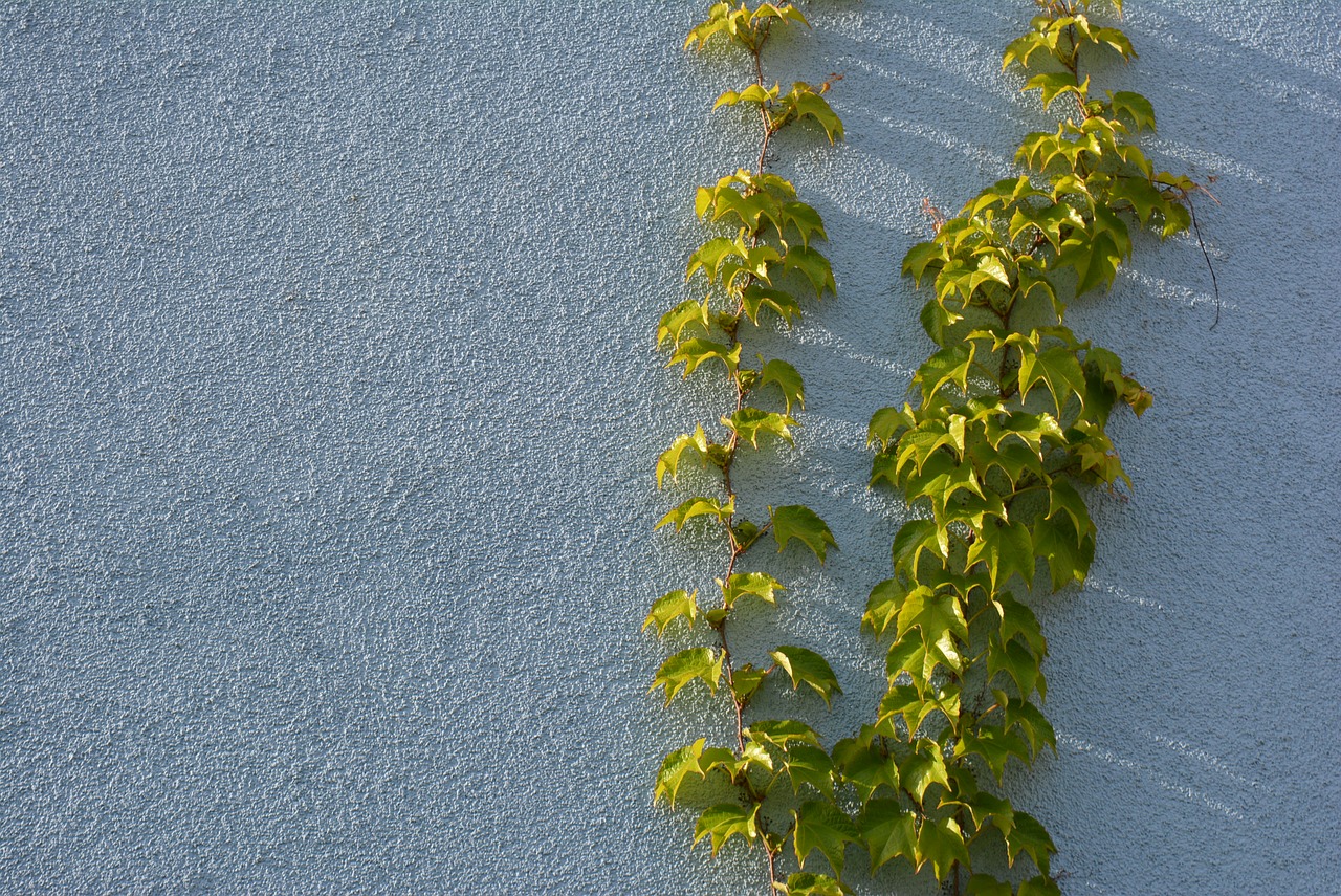 blue green wall free photo