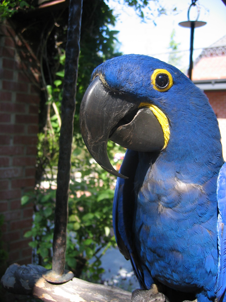 blue parrot closeup free photo