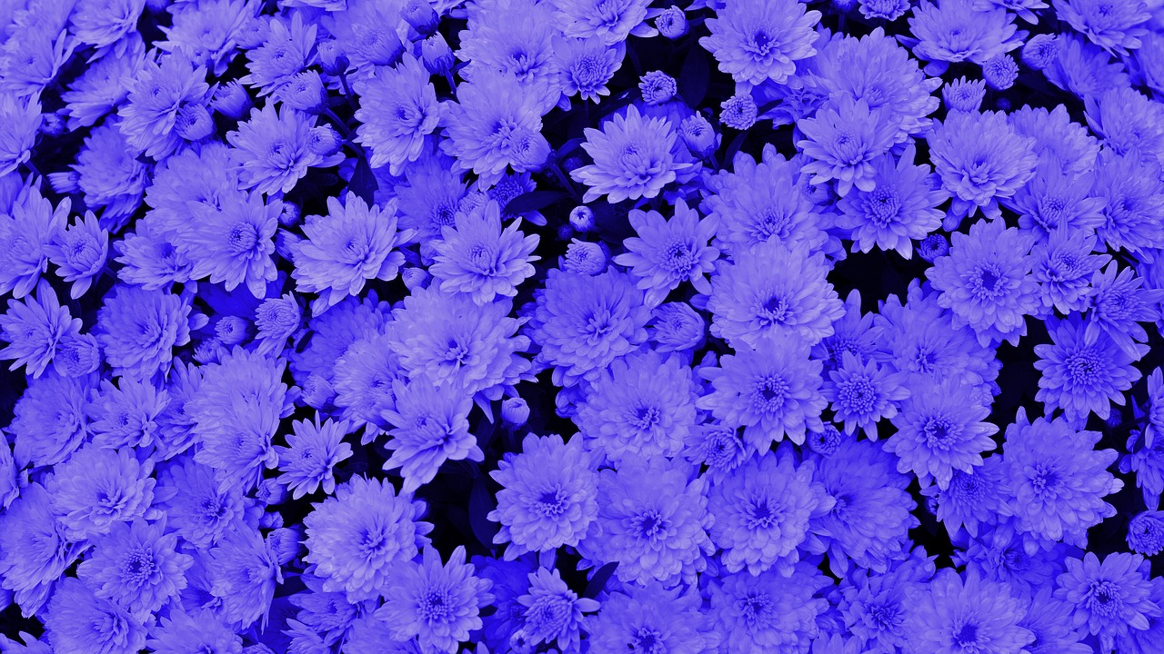 blue background chrysanthemums free photo