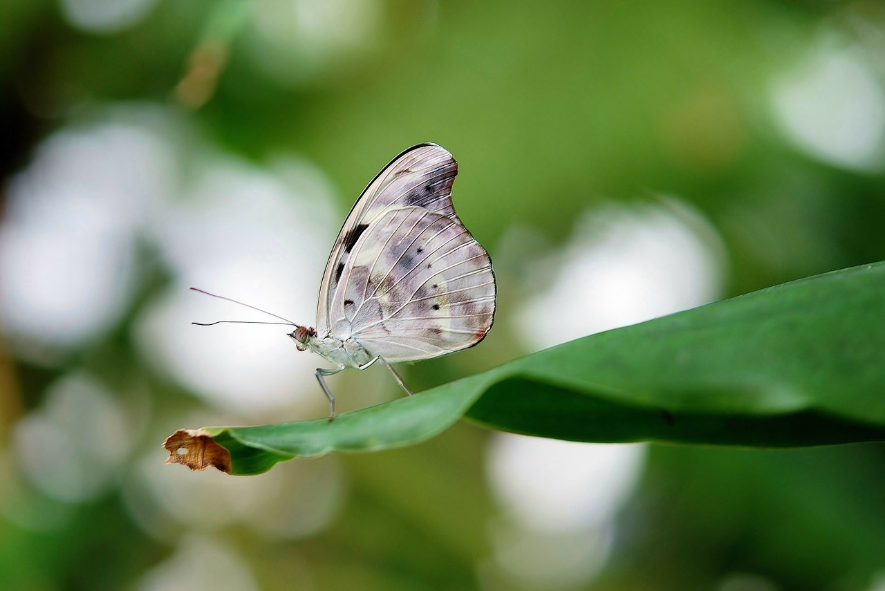 blue white butterfly butterflies free photo