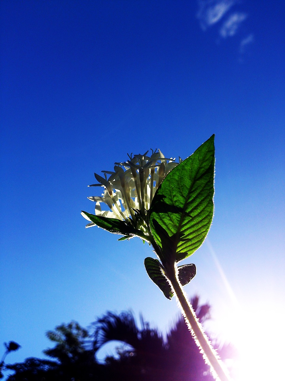 sunlight white flower blue sky free photo