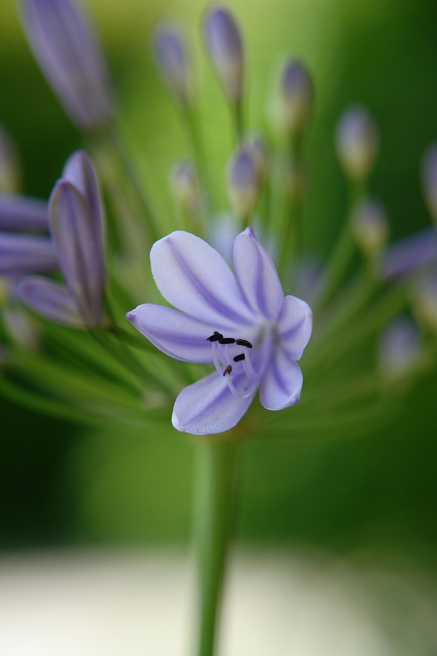 blue blossom bloom free photo