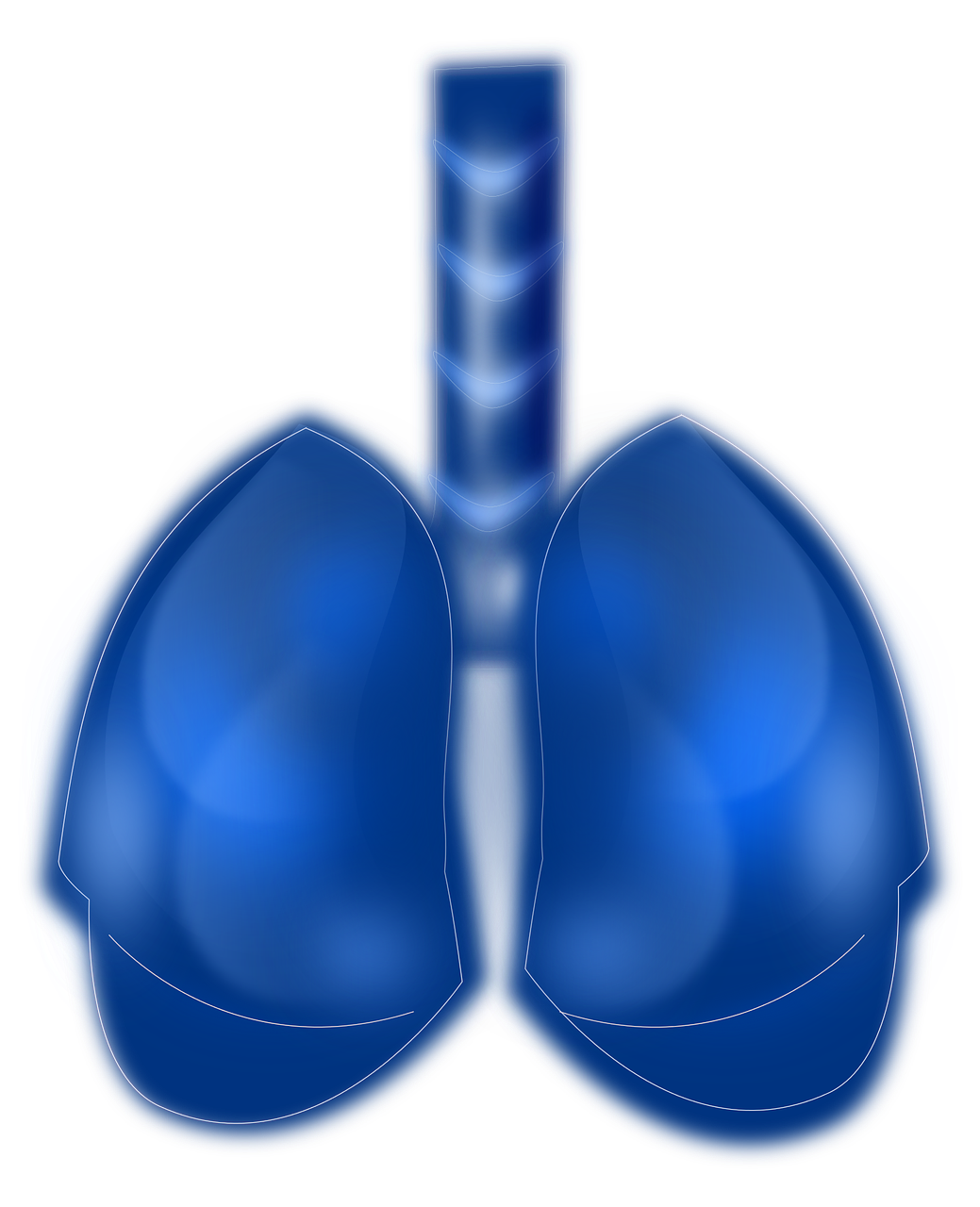 blue human lungs free photo