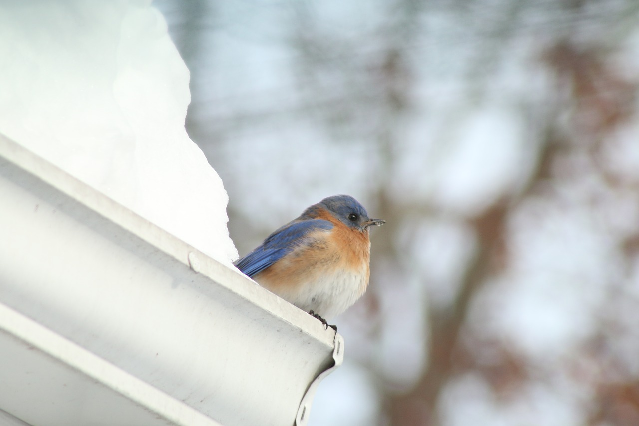 blue bird snow free photo