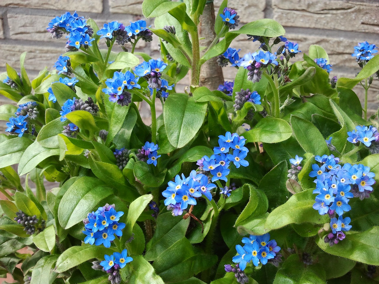 blue forget me not flower free photo