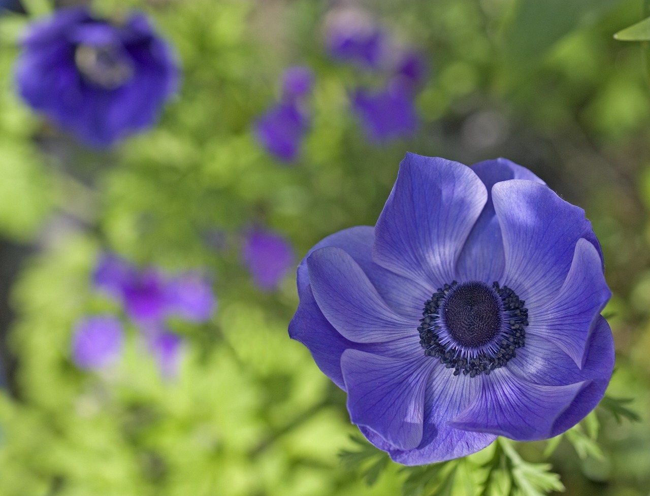 blue purple flower free photo